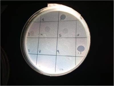 Evaluation of a Potential Bacteriophage Cocktail for the Control of Shiga-Toxin Producing Escherichia coli in Food